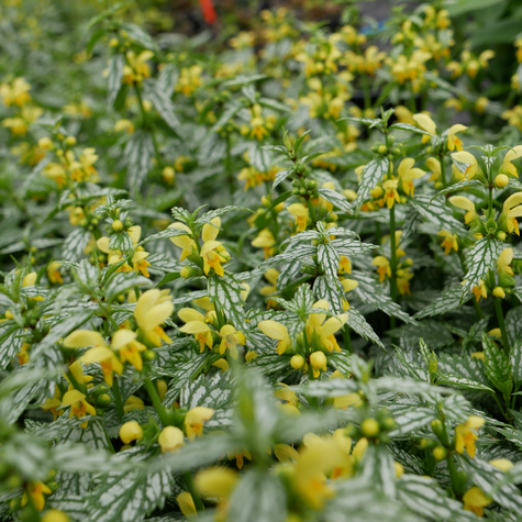 Gajowiec żółty Herman's Pride (C2)