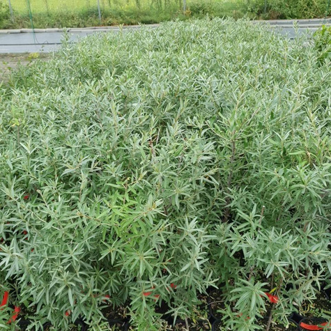 Rokitnik pospolity Hergo żeński bardzo plenny (C2)