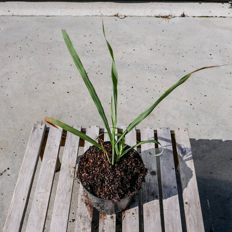 Trawa cytrynowa Palczatka pogięta