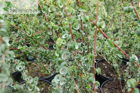 Wierzba babilońska Crispa (C2)