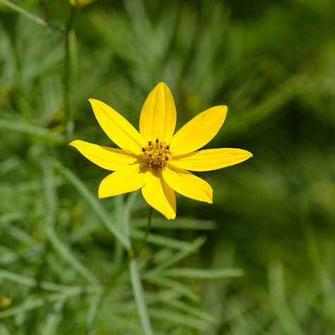 Nachyłek okółkowy Zagreb (C2)