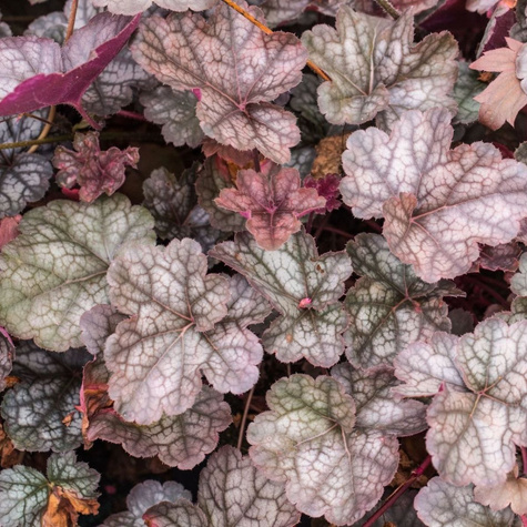 Żurawka ogrodowa Regina (C2)