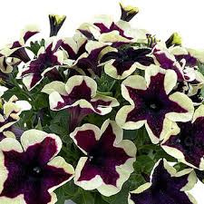 Surfinia fioletowo-biała Space Kiss