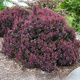 Berberys thunberga Deep Purple (C2)