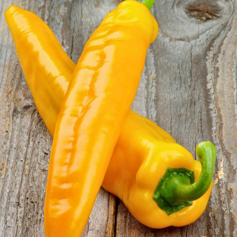Papryka słodka Corno di Toro Giallo gruntowa pod osłony 0,3g