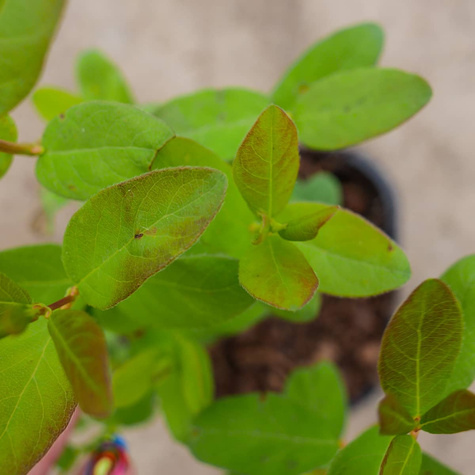 Jagoda kamczacka Zielona