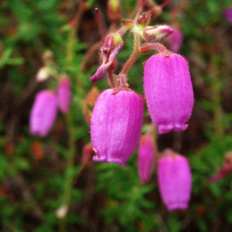 Dabecja kantabryjska (C2)