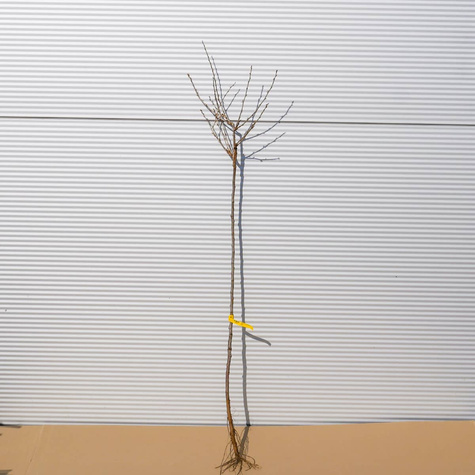 Agrest czerwony Niesłuchowski na pniu Plant Pack