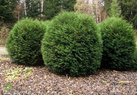 Thuja Tuja Żywotnik zachodni Woodwardii (C2)