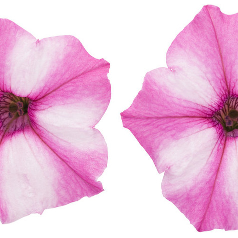 Surfinia Supertunia Mini Vista Pink Star samoczyszcząca