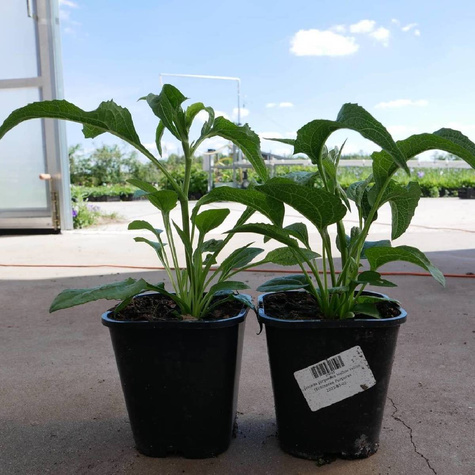 Jeżówka purpurowa Mellow Yellow (C2)