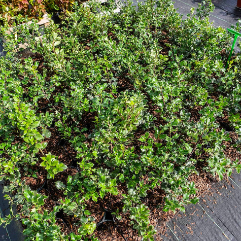 Ostrokrzew Blue Angel żeński (C2)