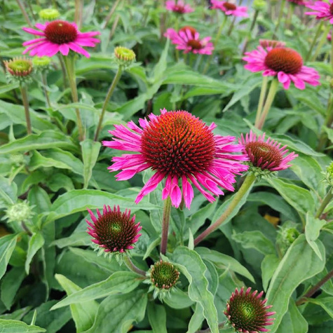 Jeżówka purpurowa Papallo Classic Rose (C2)