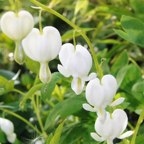 Serduszka Okazała Alba (C2)