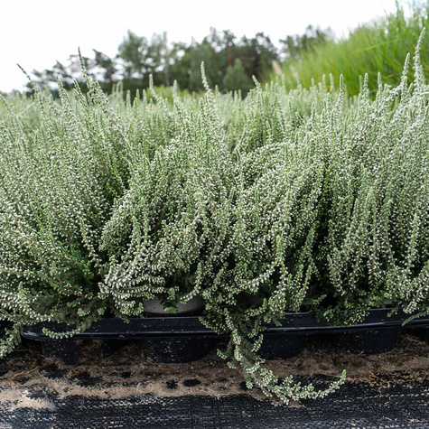 Wrzos pospolity biały kwiat liście srebrno-zielone sadzonki