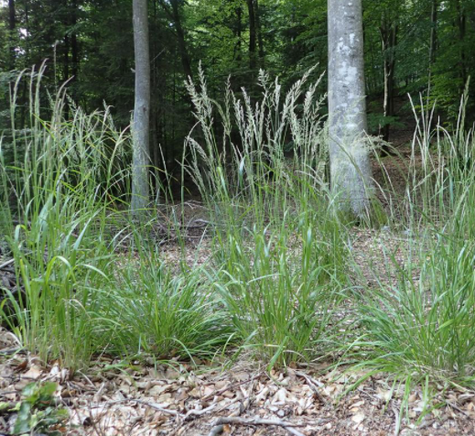 Trzcinnik leśny Trawa leśna