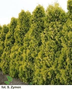 Thuja Tuja Żywotnik zachodni Yellow Ribon (P9)