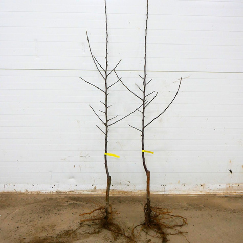 Jabłoń czerwonomiąższowa Marisa Plant Pack