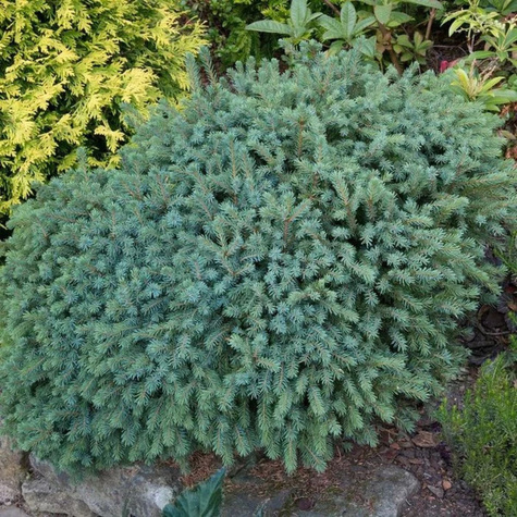 Świerk biały Nana (C2)