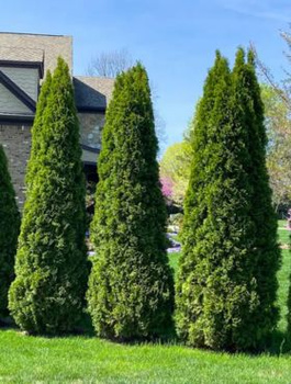 Thuja Tuja Żywotnik zachodni Degroot-s Spire (C2)