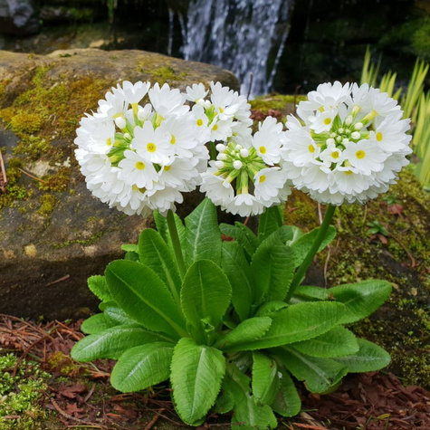 Pierwiosnek ząbkowany Alba (C2)