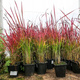 Imperata cylindryczna Red Baron Szarłatna (C2)