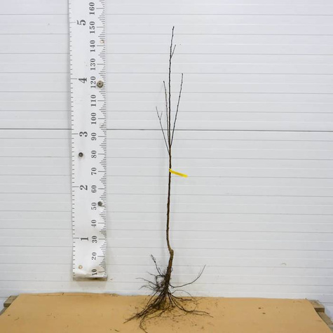 Zestaw Sad Na Przetwory Idealny Na Domowe Dżemy Soki Nalewki Plant Pack