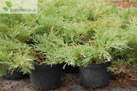 Jałowiec płożący Andora Compact (P9)