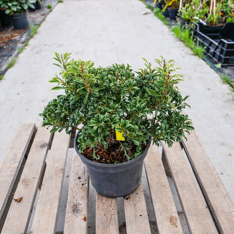 Pieris japoński Minor (C2)