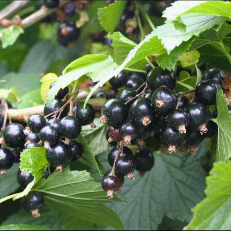 Porzeczka czarna Titania Plant Pack