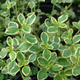 Macierzanka cytrynowa Thyme Mystic Lemon (C2)