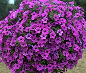 Surfinia fioletowa Dekko Deep Lavender Vein