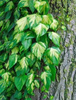 Bluszcz kolchidzki Sulphur Heart (C2)