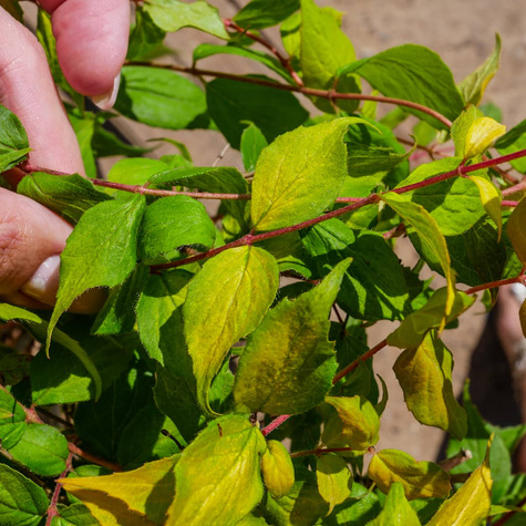 Kolkwicja chińska Maradco (C2)