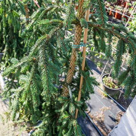 Świerk pospolity Rothenhaus