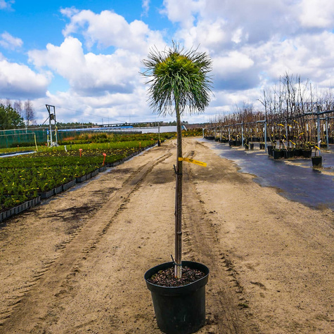 Sosna górska Varella na pniu szczepiona Pa70cm