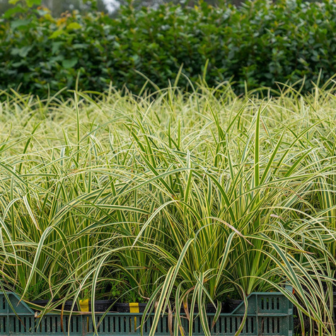 Turzyca japońska Vanilla Ice (C2)