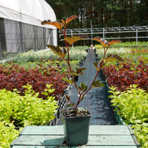 Pęcherznica kalinolistna Chameleon (P9)