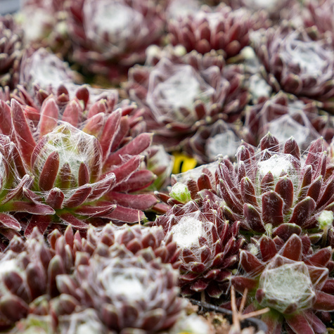 Rojnik pajęczynowaty Rubrum