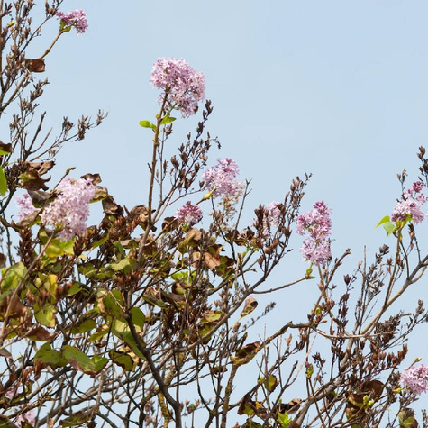 Drzewko Różańcowe Paciorkowe (C2)