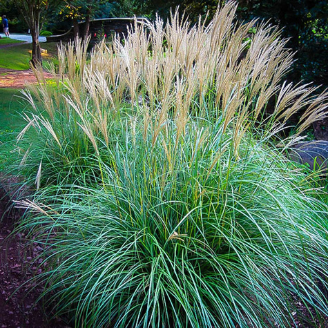 Miskant chiński Adagio Miscanthus sinensis