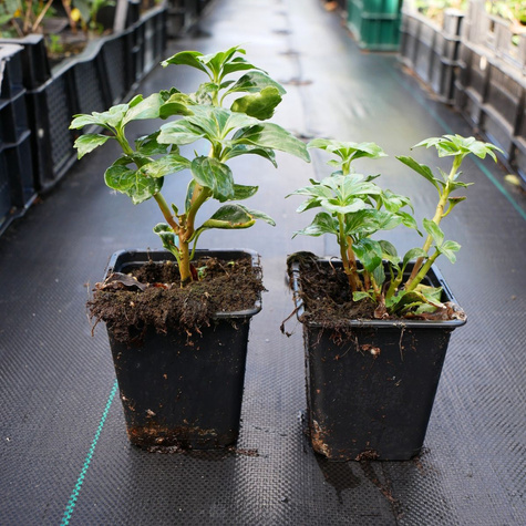 Runianka japońska Green Carpet