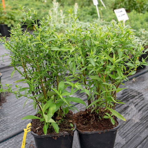 Aster wrzoslistny Blue Wonder fioletowy (C2)