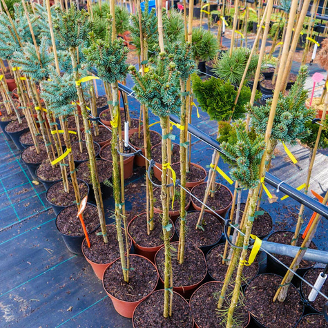 Świerk biały Cecilia szczepiony Pa80cm