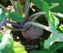 Brukiew pastewna - cena za 0,1 kg