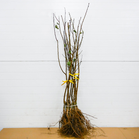 Morela Krasen Kijewski Plant Pack