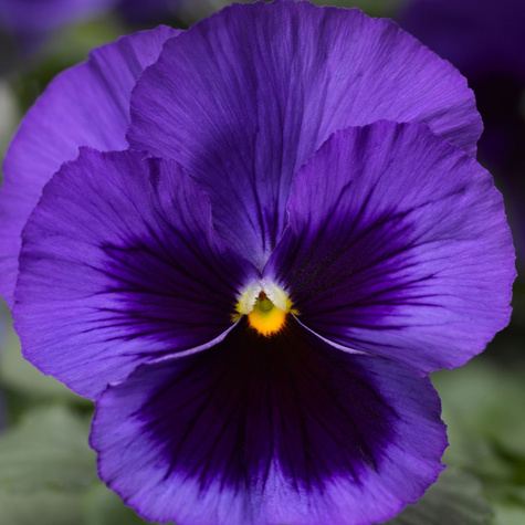 Bratek szwajcarski ciemno fioletowo niebieski 0,5g