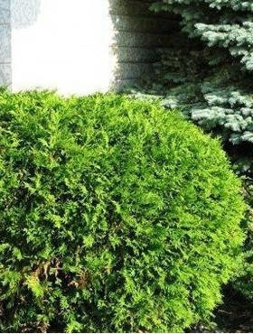 Thuja Tuja Żywotnik zachodni Woodwardii (C2)