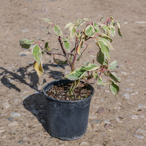 Dereń pagodowy Variegata (C2)