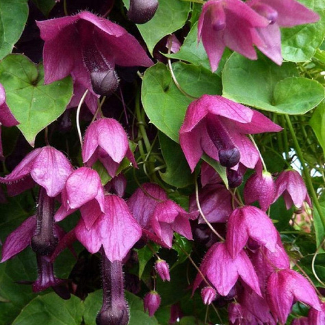 Rodochiton purpurowy 5szt. nasion